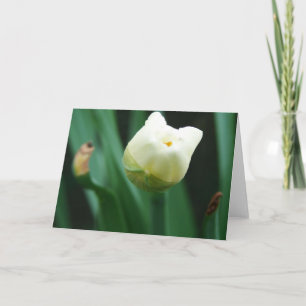 Daffodil Ready To Bloom Card