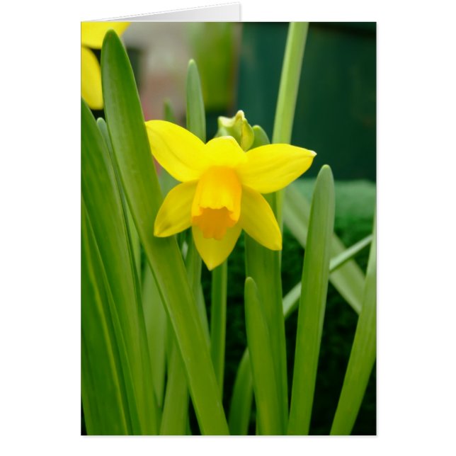 Daffodil Smile (Front)