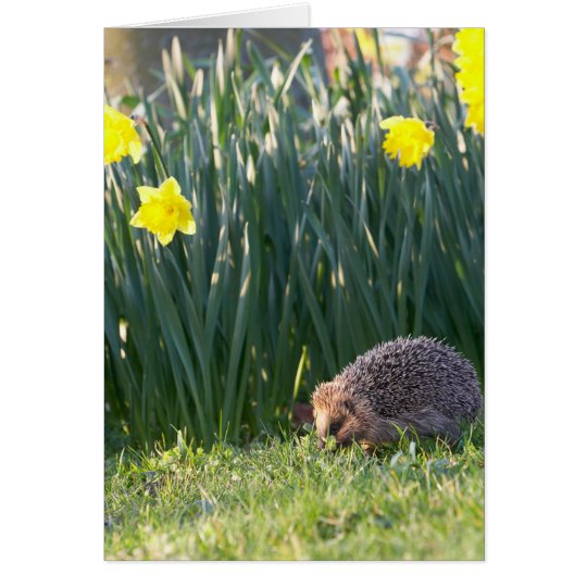 Daffodil Walkabout Greeting Card