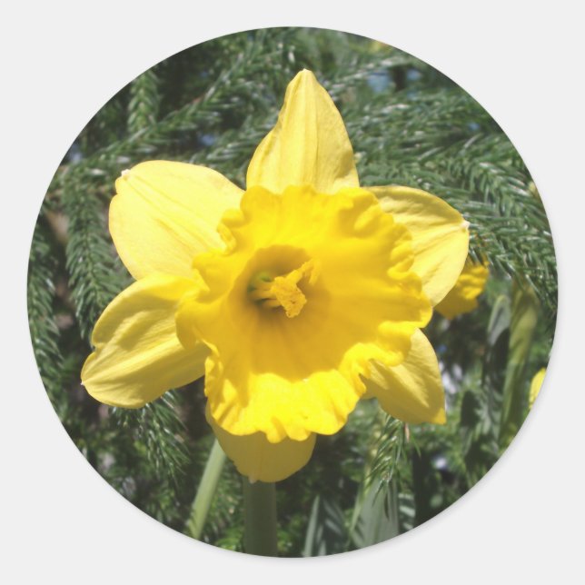 Daffodil Yellow Sticker (Front)