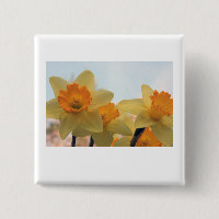 Daffodills