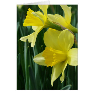 Daffodils