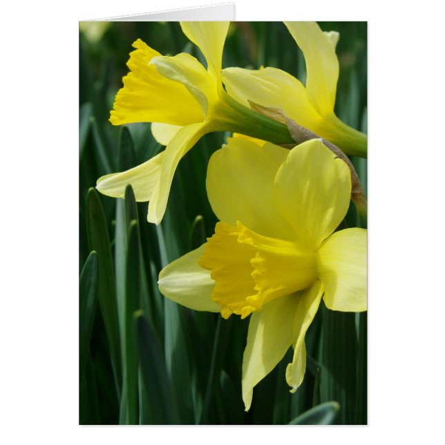 Daffodils (Front)