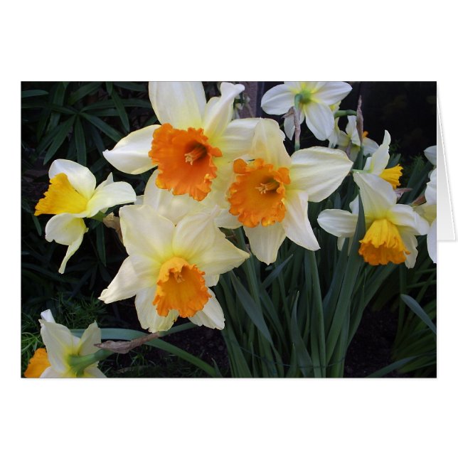 Daffodils (Front Horizontal)