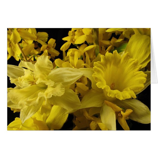 Daffodils and Forsythia (Front Horizontal)