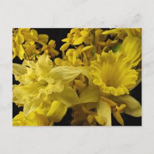 Daffodils and Forsythia Postcard