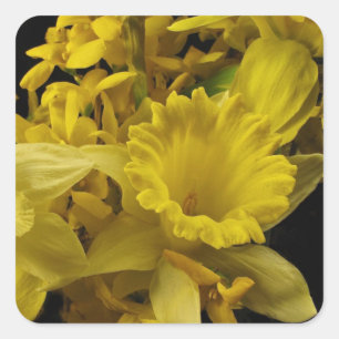 Daffodils and Forsythia Square Sticker