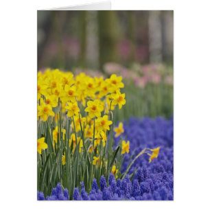 Daffodils and Grape Hyacinth, Keukenhof