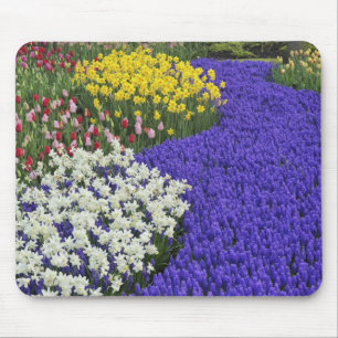 Daffodils and Grape Hyacinth, Keukenhof 2 Mouse Pad