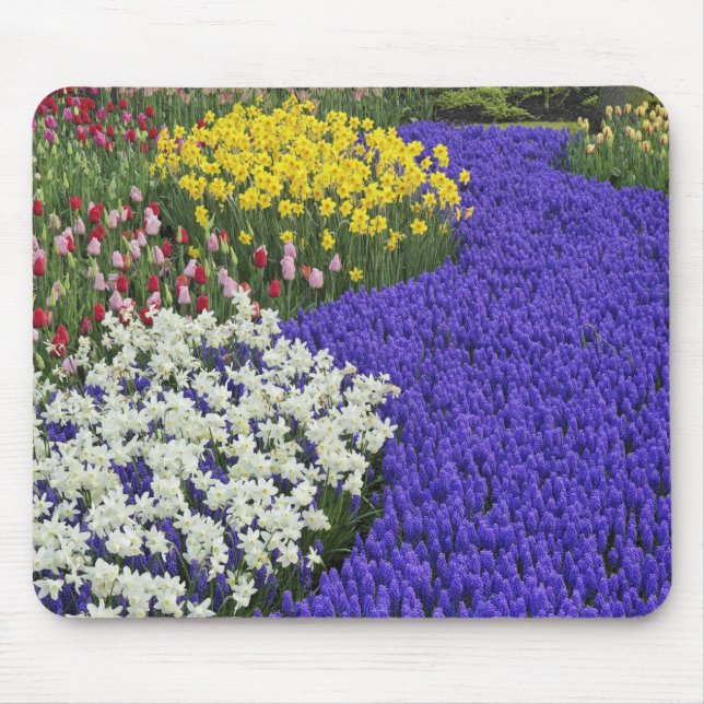 Daffodils and Grape Hyacinth, Keukenhof 2 Mouse Pad (Front)