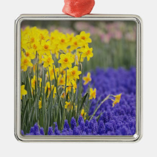 Daffodils and Grape Hyacinth, Keukenhof 3 Metal Tree Decoration