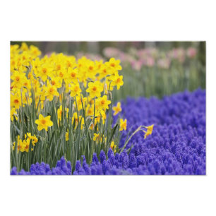 Daffodils and Grape Hyacinth, Keukenhof 3 Photo Print