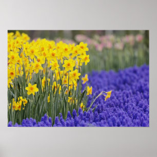Daffodils and Grape Hyacinth, Keukenhof 3 Poster