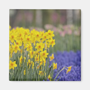 Daffodils and Grape Hyacinth, Keukenhof Magnet