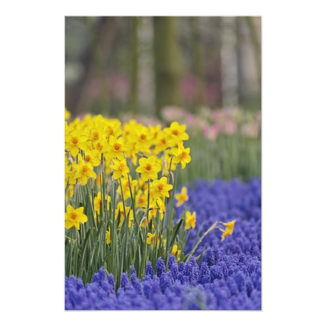 Daffodils and Grape Hyacinth, Keukenhof Photo Print (Front)