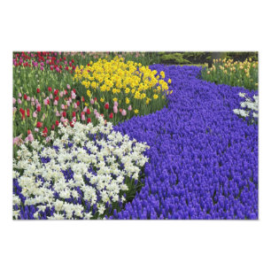 Daffodils and Grape Hyacinth, Keukenhof Photo Print