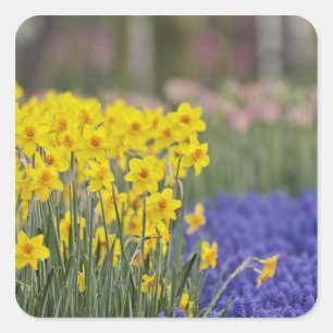 Daffodils and Grape Hyacinth, Keukenhof Square Sticker