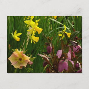 Daffodils and Lenten Roses Colourful Floral Postcard