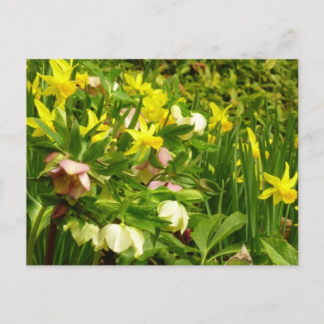 Daffodils and Lenten Roses Colourful Floral Postcard (Front)