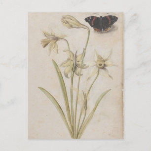 Daffodils and Red Admiral Butterfly by de Morgues Postcard