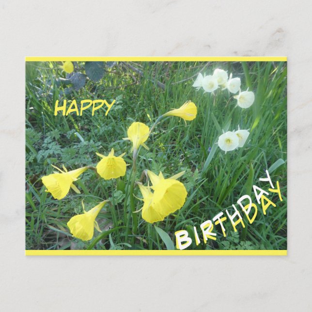 Daffodils Arctic Bells Happy Birthday Postcard (Front)