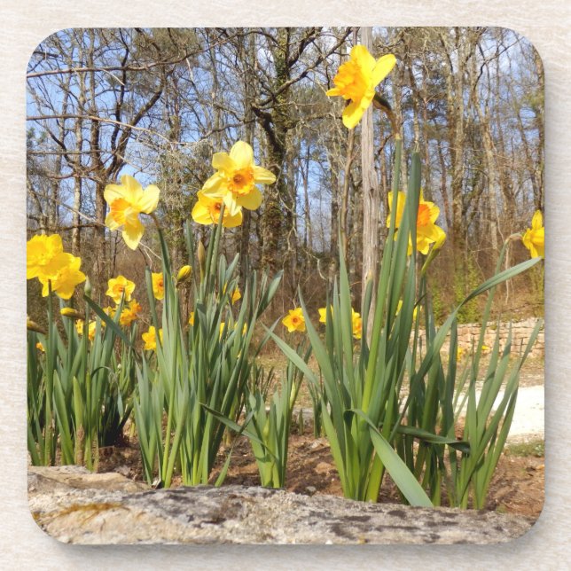 Daffodils at Easter Hard Plastic Coasters (Front)