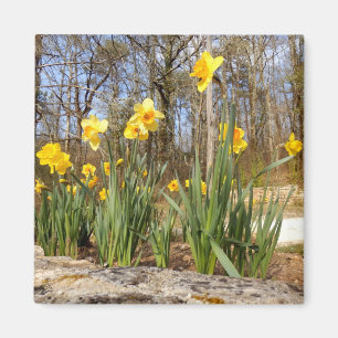 Daffodils at Easter Magnet