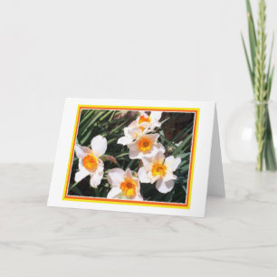 Daffodils Blank Card