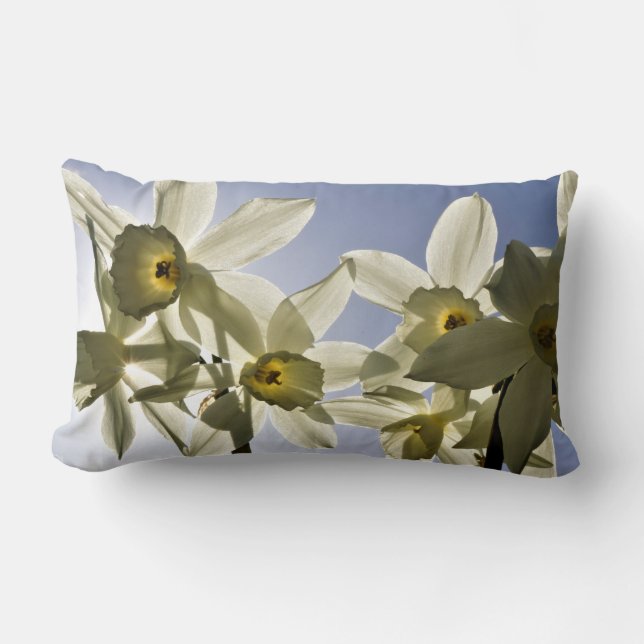 Daffodils blooming with a spring blue sky lumbar cushion (Front)