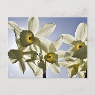 Daffodils blooming with a spring blue sky postcard