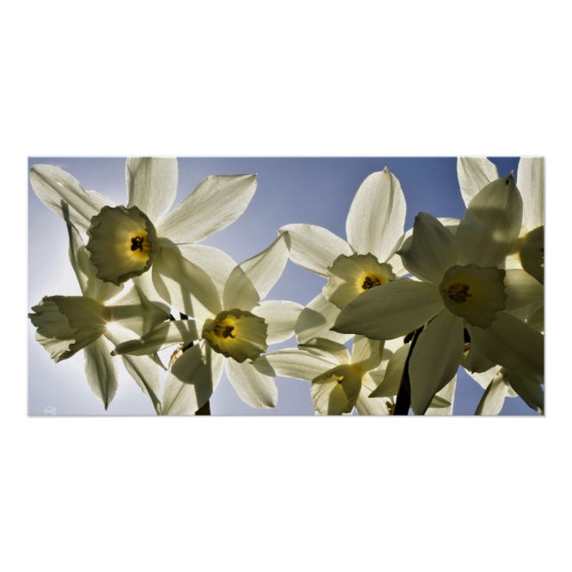 Daffodils blooming with a spring blue sky poster (Front)