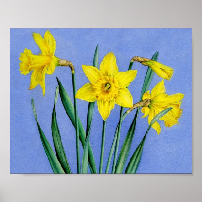 Daffodils botanical fine art poster print (Front)