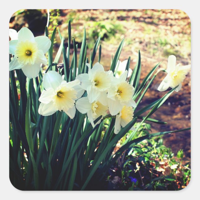 Daffodils By Brook Floral Square Sticker (Front)