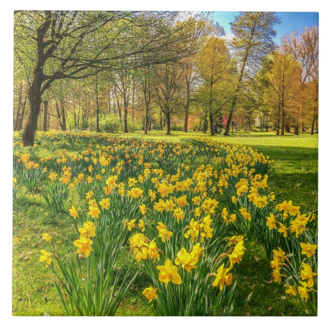Daffodils Ceramic Tile (Front)