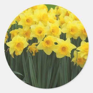Daffodils Classic Round Sticker