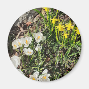 Daffodils & Crocus Magnet