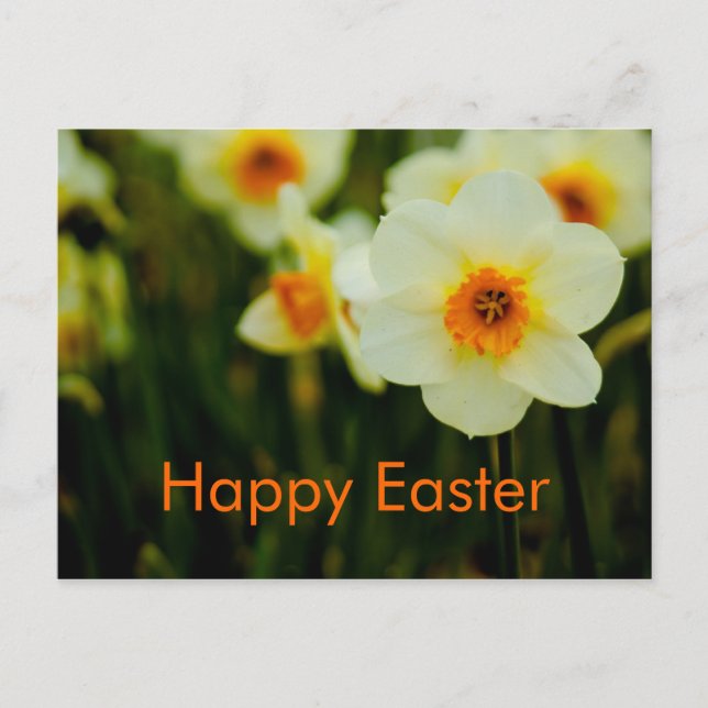Daffodils  • Easter Postcard (Front)