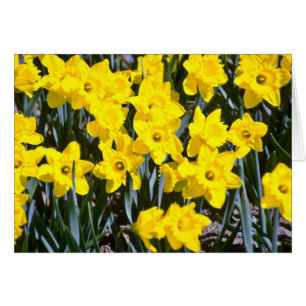 Daffodils flowers