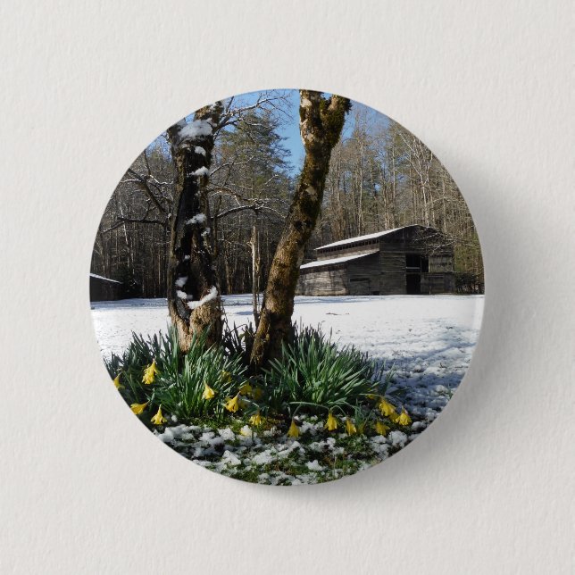 Daffodils flowers in the snow 6 cm round badge (Front)