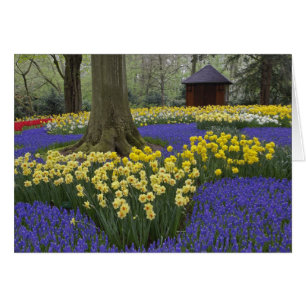 Daffodils, grape hyacinth, and tulip garden,