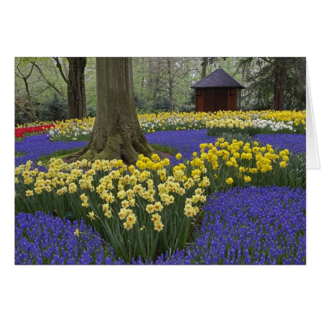 Daffodils, grape hyacinth, and tulip garden, (Front Horizontal)