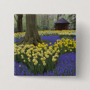 Daffodils, grape hyacinth, and tulip garden, 15 cm square badge