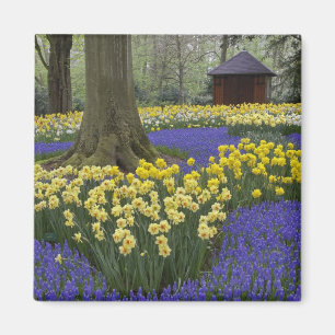 Daffodils, grape hyacinth, and tulip garden, magnet