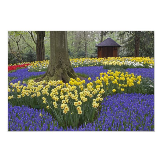 Daffodils, grape hyacinth, and tulip garden, photo print (Front)