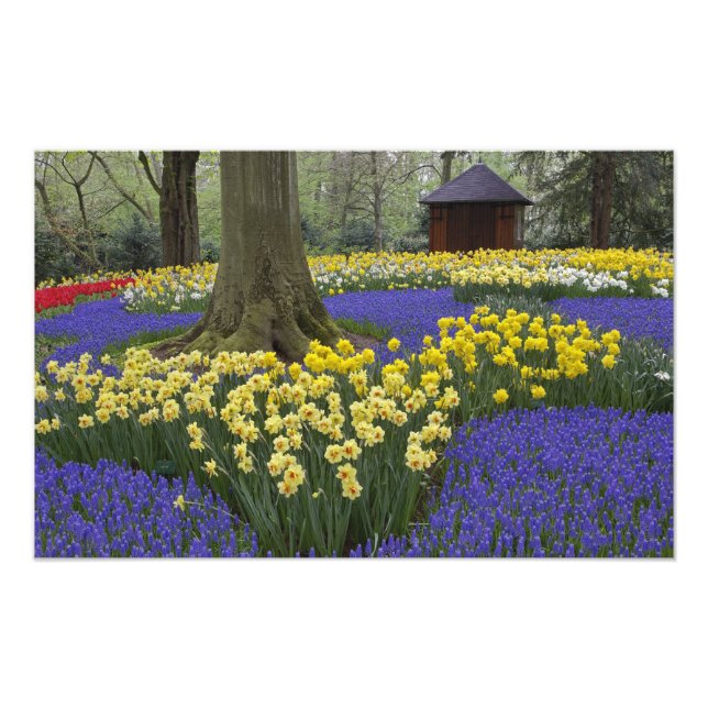 Daffodils, grape hyacinth, and tulip garden, photo print (Front)