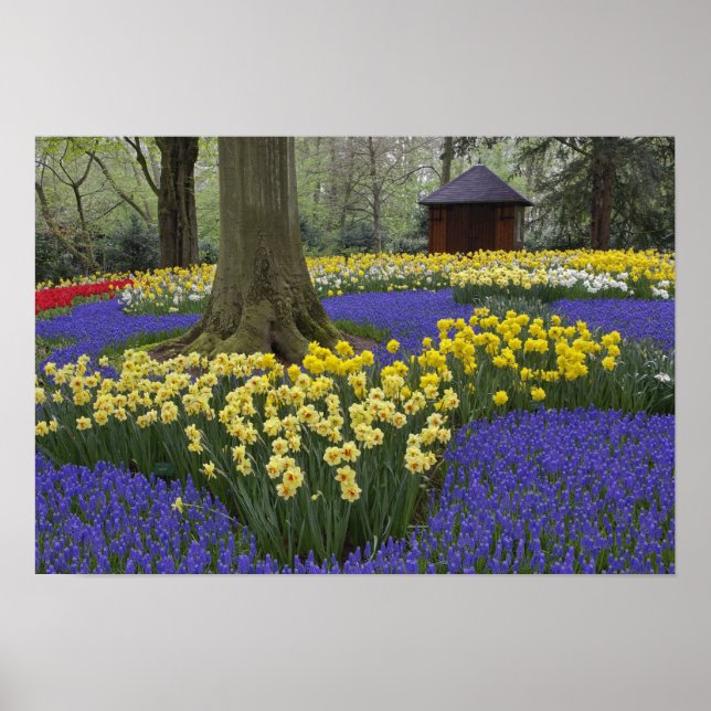 Daffodils, grape hyacinth, and tulip garden, poster (Front)