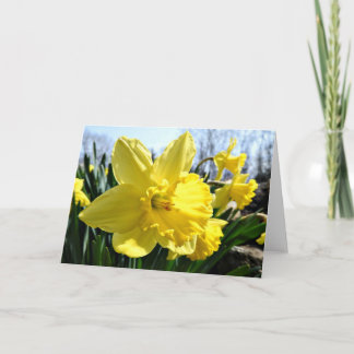 Daffodils Greeting Card, Blank Inside Card