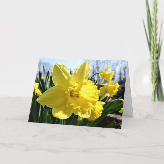 Daffodils  Greeting Card, Blank Inside Card (Front)