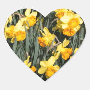Daffodils Heart Sticker