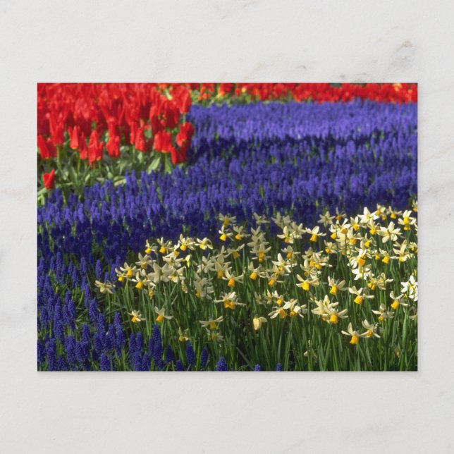 Daffodils, hyacinth and tulips postcard (Front)